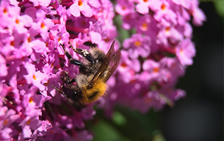 care home garden