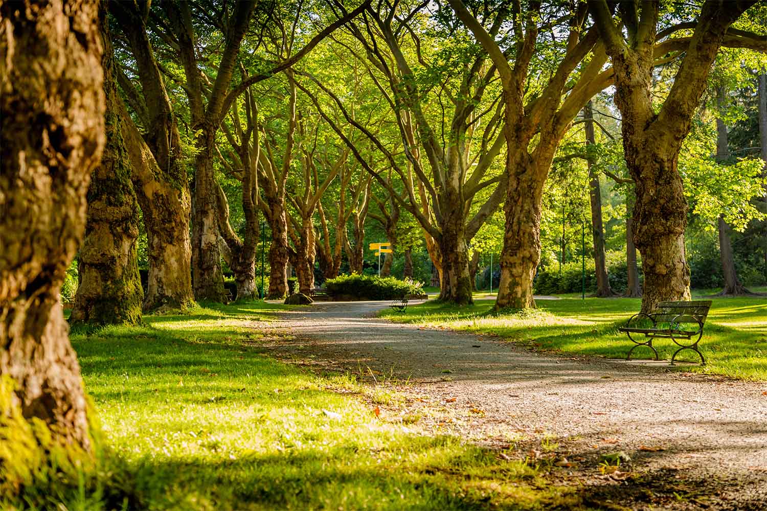 scenic view of a walk