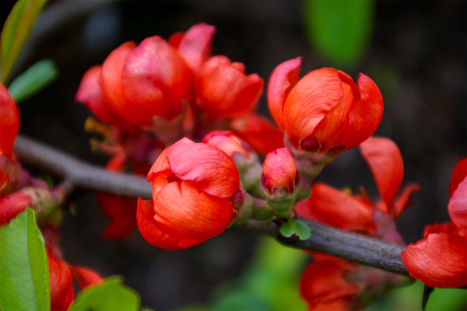 Garden Flowers